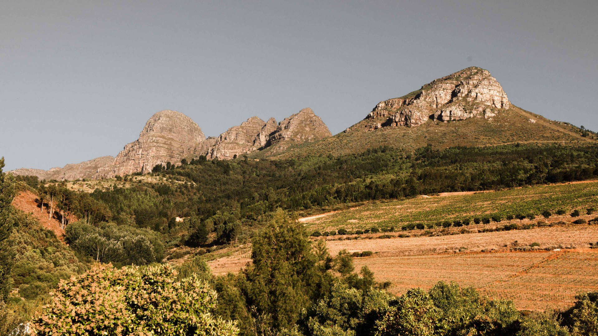 Helderberg slopes at Taaibosch Wine Estate in the Western Cape